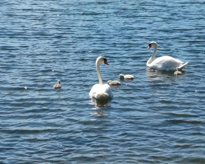 Lauterbacher am See